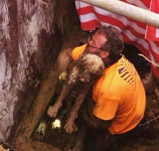 MOR Construction worker rescuing Trixie, a blind and deaf Wheaten Terrier, from a drain pipe in Concord.